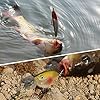 Sougayilang-8-Pieces-Dive-Artificial-Minnow-Bait-Plastic-Hard-Fishing-Lures Sougayilang-8-Pieces-Dive-Artificial-Minnow-Bait-Plastic-Hard-Fishing-Lures
