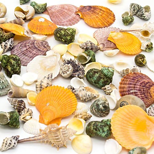 Sea Shells Mixed Beach Seashells, Colorful Natural Seashells Perfect Accents for Candle Making，Home Decorations, Beach Theme Party Wedding Decor, DIY Crafts, Fish Tank and Vase Fillers (50 Seashells)