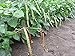 David's Garden Seeds Pea Blackeyed SL131PEA (Yellow) 100 Heirloom Seeds