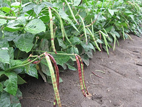 David's Garden Seeds Pea Blackeyed SL131PEA (Yellow) 100 Heirloom Seeds