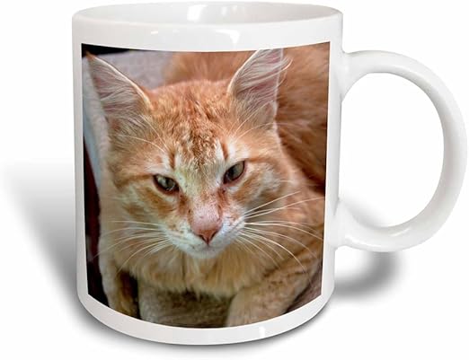 black white ginger cat