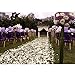 Nine to Nine Pack of 1000 Rose Petals, Artificial Flowers for Decoration Wedding Party(White)