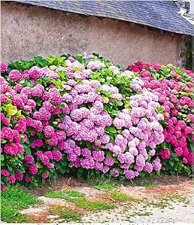 Adolenb Seeds House Floraison Haie Vie Haie Arbuste