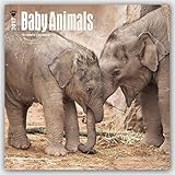 2017 Monthly Wall Calendar - Baby Animals