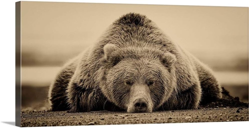GREATBIGCANVAS Deep Sleep Canvas Wall Art Print, Bear Home Decor Artwork, 24"x12"x1.5"