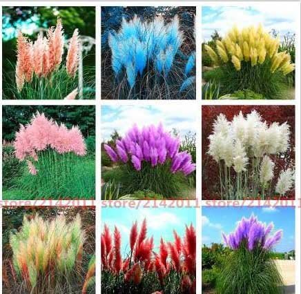 1000 Pcs Pampas Grass Seed Patio And Garden Potted Ornamental Plants New Flowers Pink Yellow White Purple Cortaderia Grass Seed Amazon Ca Patio Lawn Garden