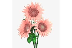 VGENKD 100pcs Pink Sunflower Seeds for Planting, Heirloom and Non-GMO Seeds, Easy to Plant and Grow, Outdoor Garden and Bonsai Plants Helianthus annuus Seeds