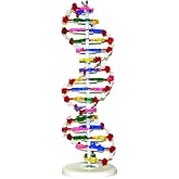 Vision Scientific VADNA1 DNA Model(25 x 8 inches) | Mounted on Rotatable, Circular Stand | Made of Durable and Colorful PVC | Phosphate can be Removed