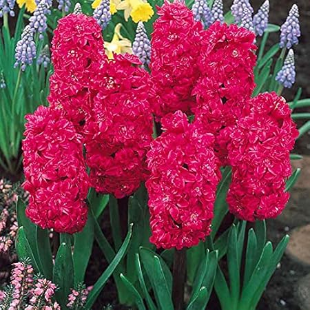 FernsFly IMP. Hyacinth Aromatic Charming Flower Bulbs Winter Flower Home Pot / Land Gardening Bulbs Blooming planting (Pack of 19 Hollyhock Hyacinth)