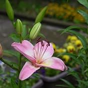 カスタマー画像