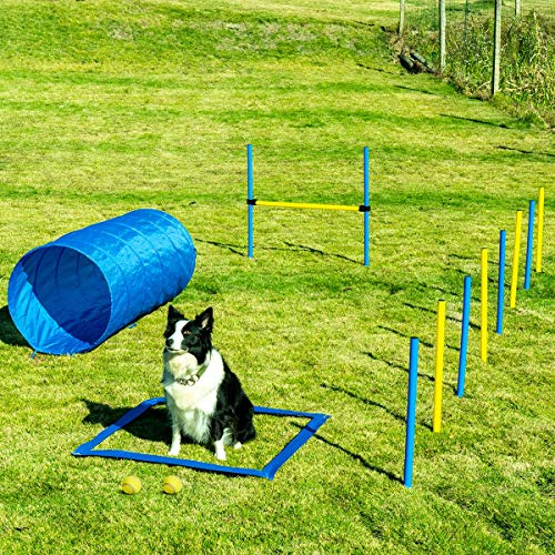 outdoor dog agility course near me