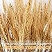 Pumpumly 100x Dry Grass Bouquet Decoration Wedding flower bouquet wedding High simulation-2 bunch,dry wheat,Wheat Bundle,stalk,Naturally Dried flowers for Home Party Decorations