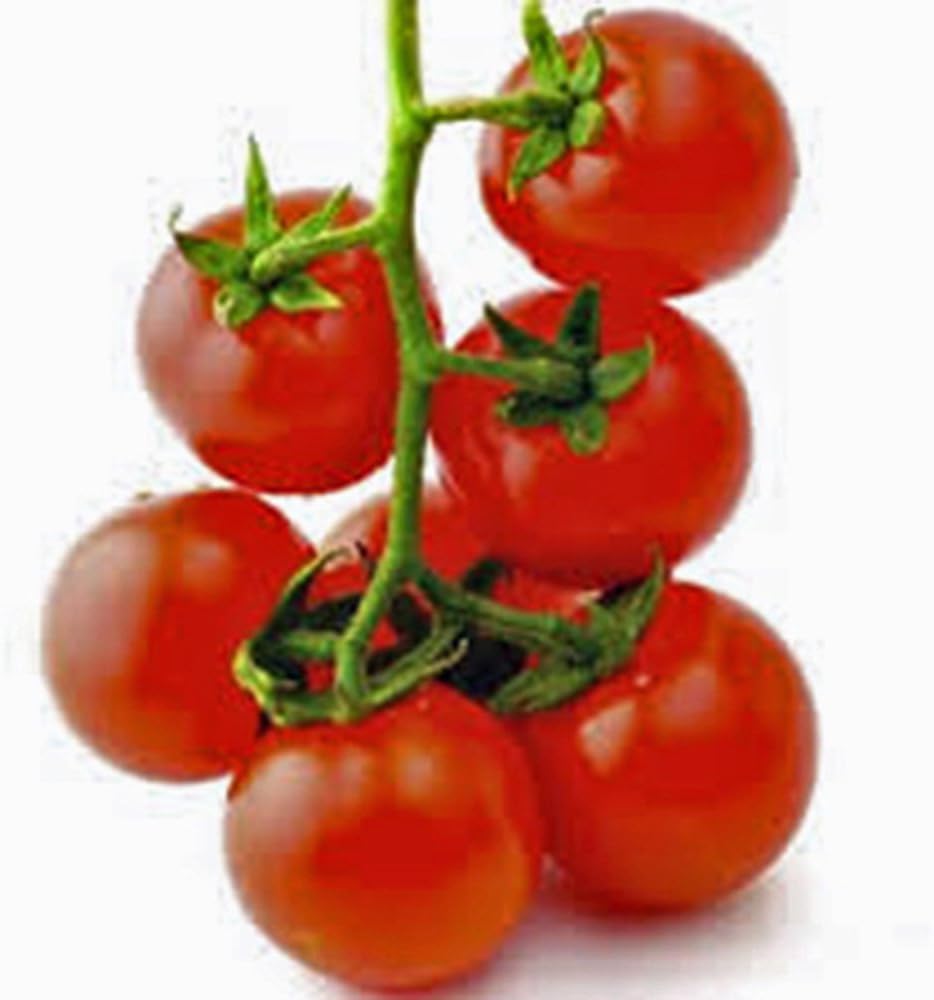 Sow No GMO Tomato Large Red Cherry Non GMO Heirloom Sweet Juicy Salad Vegetable 25 Seeds