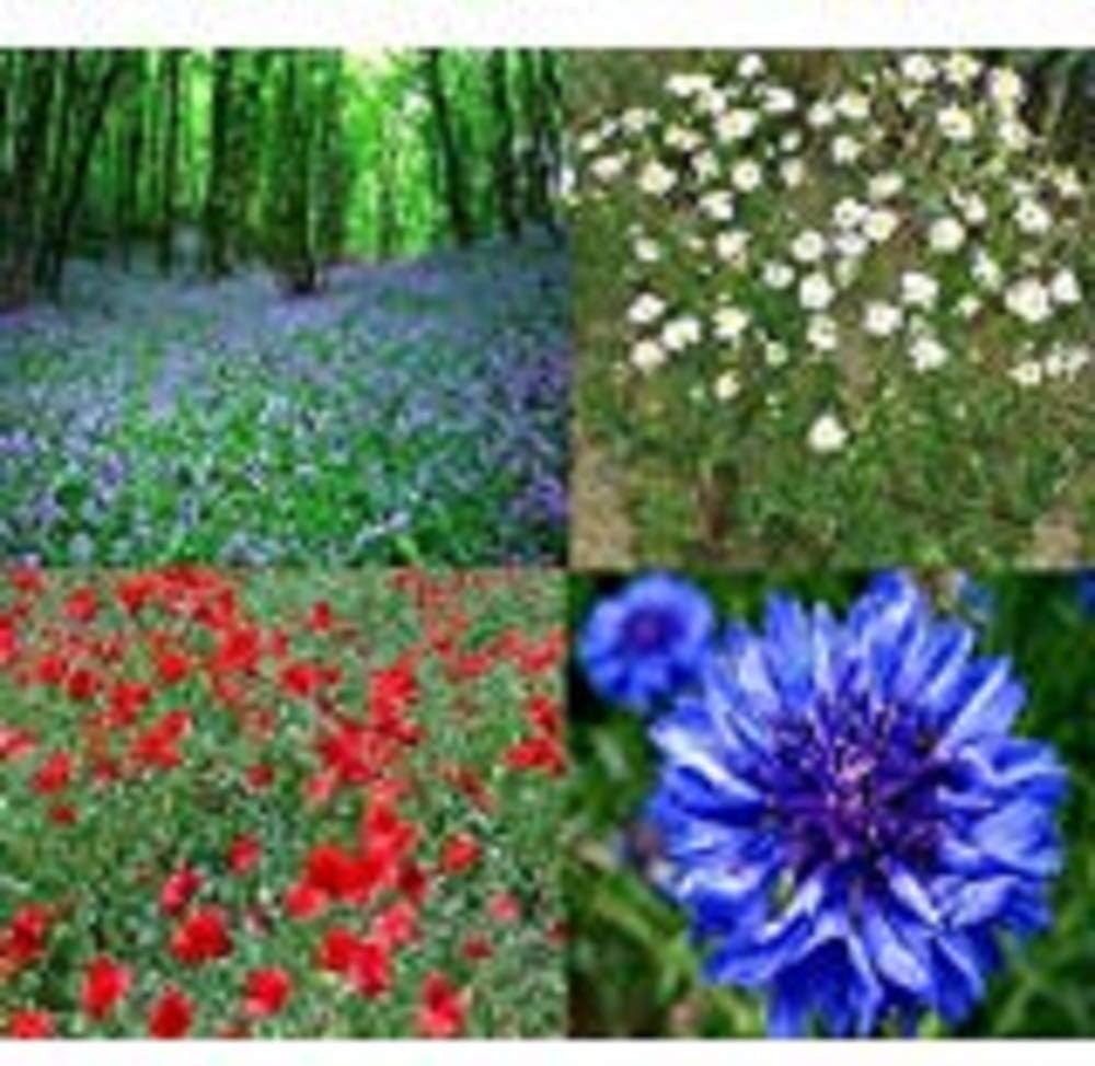 4 pks seeds - Bluebell, Chamomile, Cornflower, Poppy