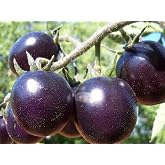 30pcs Dwarf Black Pearl Tomato Seeds Easy to Grow Vegetable Garden Planting