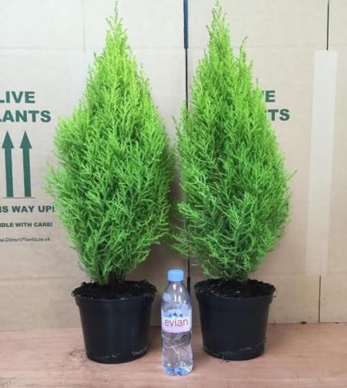 Cypress 'Goldcrest' Trees x2 (Pair) 23 FT Supplied in 3 Litre Pots