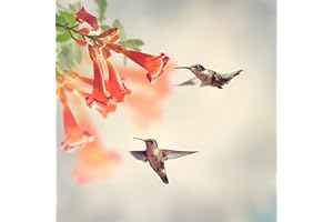 CHUXAY GARDEN Trumpet Vine-Dark Red Hummingbird Campsis Radicans 20 Seeds Rare Privacy Plant Easily Grow Care Ornamental Grass