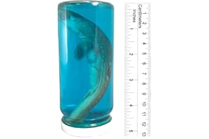 THE SHELL CONNECTION Real Shark in a Bottle Jar, Marine Specimen Taxidermy, Fishing, Jaws