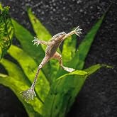 Santboz 5-Pack African Dwarf Frogs Live Freshwater Aquatic Pets for Aquarium Tank Peaceful Tropical Amphibians Active Community Species for Planted Aquatic Habitat Setup