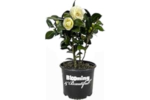 Blooming & Beautiful - Lemon Glow Camellia - 3 Gal - Evergreen Shrub - Soft Lemon Yellow Creamy Butter Blooms - Winter Spring - Cold Hardy - Zones 6-9 – Camellia Japonica ‘Lemon Glow’ - 3 Gallon Pot