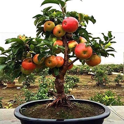 Featured image of post Easiest Way to Make Beautiful Bonsai Apple Tree