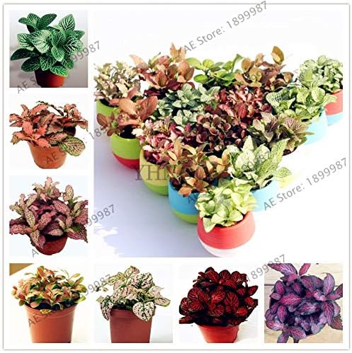 Flower Seeds Dwaft Phloxes Perennial Flowers 100pcs/bag Fittonia verschaffeltii Garden,Perennial Bonsai Plant for Indoor and Outdoor Plant,Very Easy to Plant (Mix Color)
