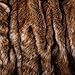 Best Home Fashion Coyote Faux Fur Throw Blanket - 58