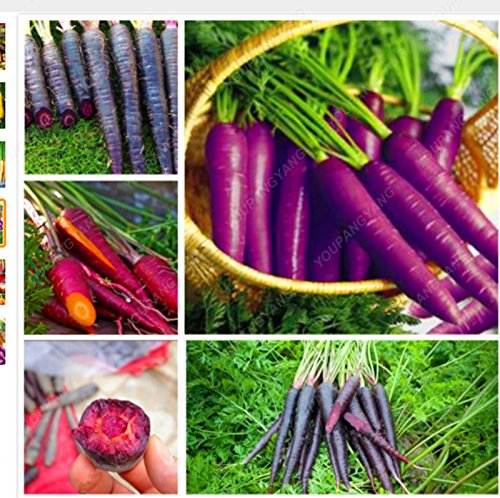 100seeds / bag Schwarze Karotte Samen Lila Sun Karottensamen Erbstück ...