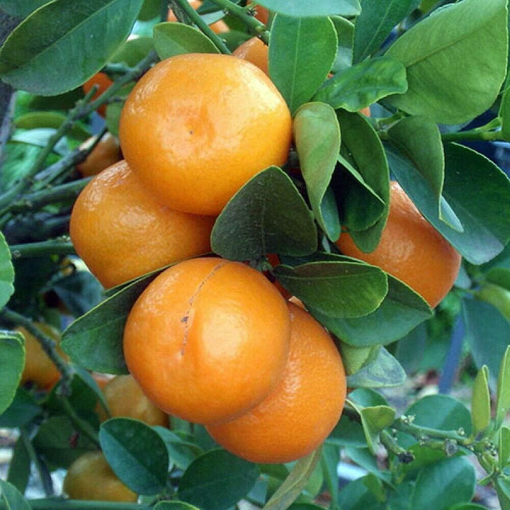 Live Plant Centennial Kumquat TreeFruiting Size 5