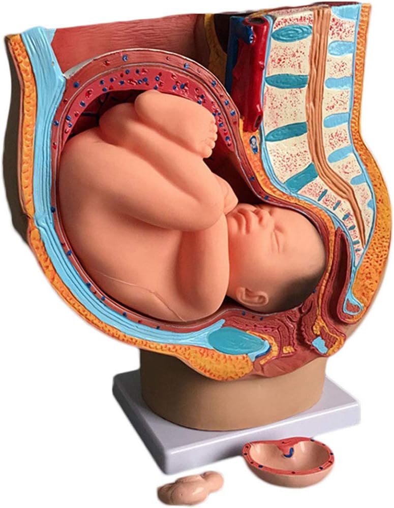 Yxdre Bassin De La Femme Humaine Enceinte Anatomique Medical Avec Grossesse 9 Mois Modele De Foetus De Bebe Grandeur Nature Section Pelvienne Feminine Humaine Grossesse Anatomique Vetements Sous Vetements Ibackskin Com