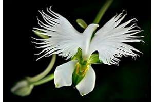 VAACNEE 100pcs White Egret Orchid (Habenaria Radiata) Flower Seeds