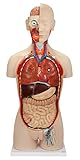Axis Scientific Deluxe Dual-Sex Human Torso Anatomy