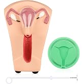 SimCoach IUD Training Kit, Insertion and Removal Practice Model Set | Durable Plastic, Placement Guidance and Uterine Anatomy, Gynecology Education, Family-Planning Classes