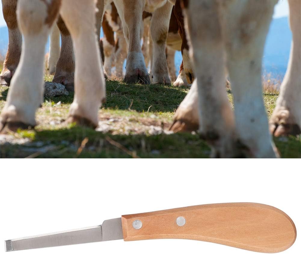 Super Sharp Hoof Knife Straight Carbon Steel Shape Hoof Knife Cutting Tool for Cattle Horse Use (Right Hand of a Single Word) - Image 5
