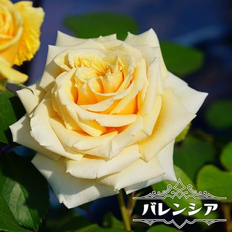 Amazon バラ苗 バレンシア 7号スリット大苗 木立バラ 四季咲き アンズ色 強健 薔薇 バラ苗木 Np 花