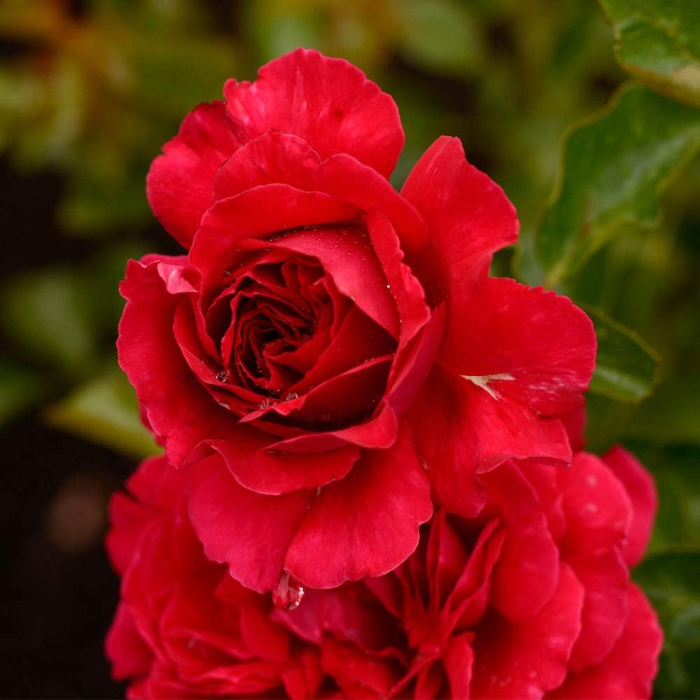 Amazon Com Own Root One Gallon Courageous English Legend Rose By Heirloom Roses Garden Outdoor