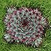Miniature Fairy Garden Sempervivum, Sir William Lawrence, Hens and Chicks
