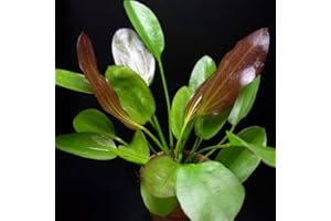 PLANTS N FINS Sword Aquarium Plants + Root Tab | 100% Live Arrival Guarantee | Live Aquarium Plants Freshwater (Red Melon, Ship to Address)