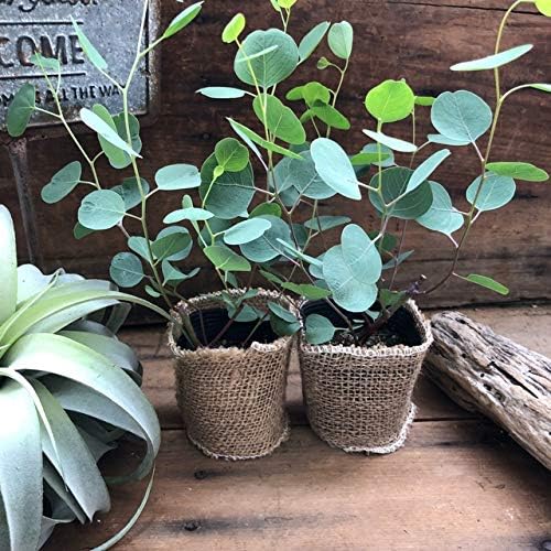 Amazon ポポラス ２個セット 花粉症に効く ゆらゆら ユーカリ 観葉植物 インテリア 観葉植物 オンライン通販