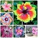 Hibiscus Flowers Seeds,100Pcs Rare Rainbow Color Potted Garden Plant Flower Seed