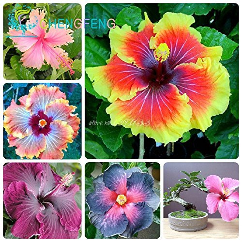 Hibiscus Flowers Seeds,100Pcs Rare Rainbow Color Potted Garden Plant Flower Seed