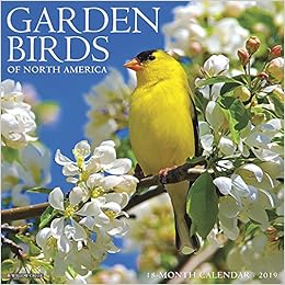 Garden Birds 2019 Wall Calendar, by Willow Creek Press Garden Birds 2019 Wall Calendar, by Willow Creek Press