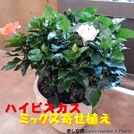 Amazon ハイビスカス 大株仕上げ 人気のアソート ミックス系 寄せ植え ハワイ大好き 今日は何色が咲くかな 花のおみくじを テラコッタ陶器鉢植え Lサイズ 観葉植物 オンライン通販