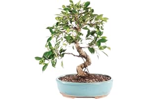 Brussel's Bonsai Live Golden Gate Ficus Indoor Bonsai Tree - Large, 10 Years, 16 to 20 In - Live Bonsai Tree in Ceramic Bonsai Pot