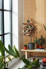elho B.for Soft Round 30 Indoor Plant Pot 100% Recycled Plastic Ø29.5 x H27.6 view 8