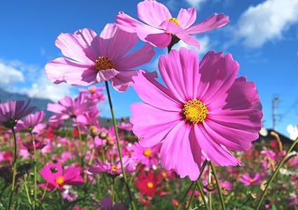 トップ コスモス 壁紙 新しい壁紙アニメ日本