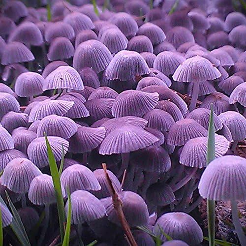 100pcs/bag Colorful Mushroom Seeds Funny Succlent Plant Edible Health Vegetable Mushroom Seeds Red