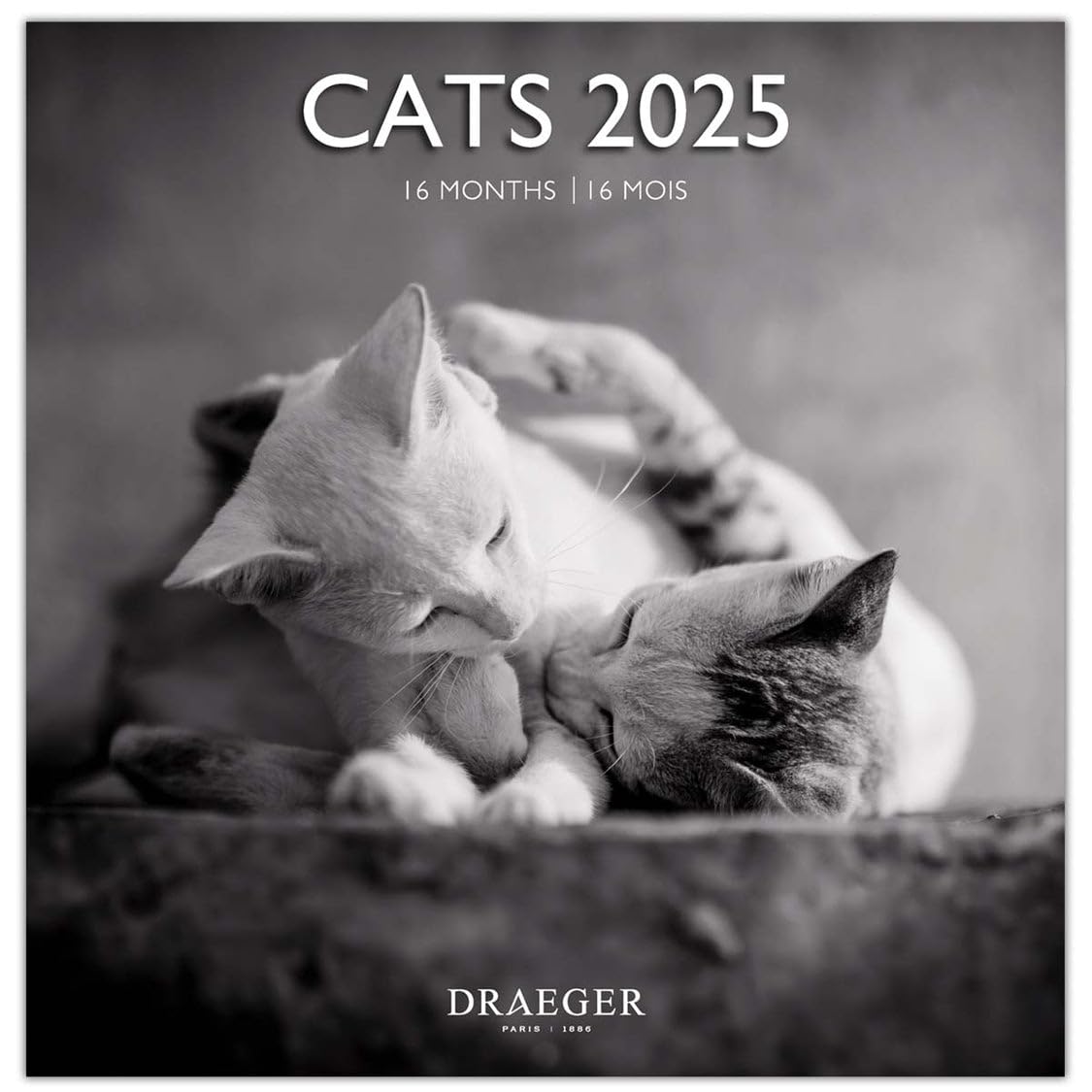 DRAEGER PARIS 1886 - Large Wall Calendar 2025-29x29 cm - 7 Languages - September 2024 to December 2025-12 Photo Themes - Black & White Cats - FSC Eco-responsible Paper - Notes & Appointment Clear