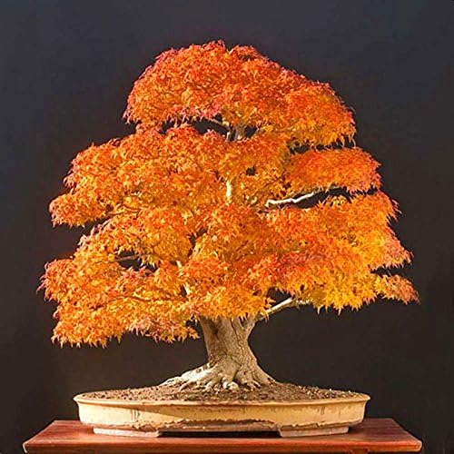 Amazon Com pcs Yellow Japanese Maple Tree Bonsai Seeds Acer Palmatum Atropurpureum Garden Outdoor Amazon Com pcs Yellow Japanese Maple Tree Bonsai Seeds Acer Palmatum Atropurpureum Garden Outdoor