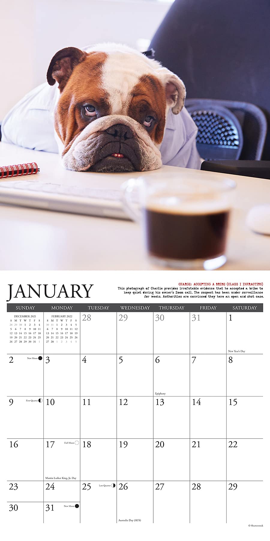 Bulldog Schedule 2022 Bulldog Bad Boys 2022 Wall Calendar (Dog Breed): Willow Creek Press:  9781549217173: Books - Amazon.ca
